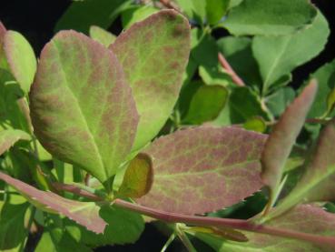 Berberis koreana Rubin - frischer rötlicher Blattaustrieb