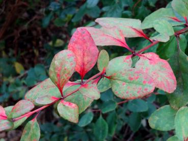 Schönes rotes Herbstlaub der Koreanischen Berberitze