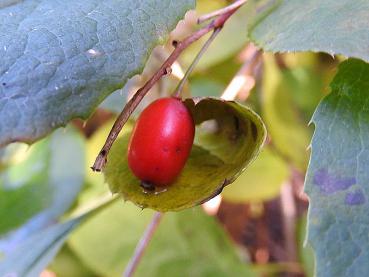 Essbare Frucht von Berberis koreana Rubin