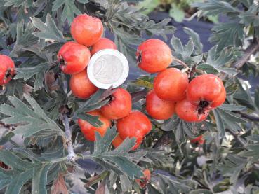 Orientalischer Weißdorn - Crataegus orientalis