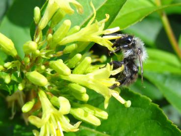 Diervilla lonicera Dilon in Blüte