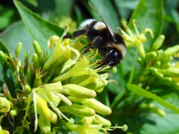 Geschätzt bei Imkern: Diervilla lonicera Dilon