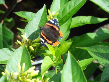 Diervilla lonicera Dilon ist auch bei Schmetterlingen begehrt