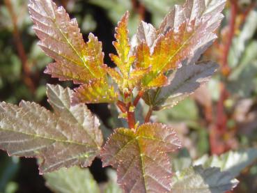 Physocarpus opulifolius Little Devil ®