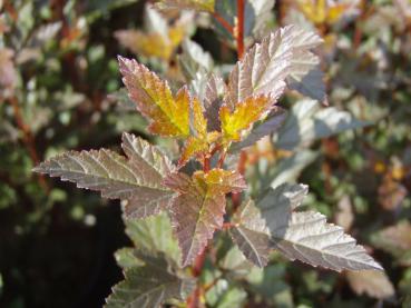 Der orange-rote Blattaustrieb bei Physocarpus opulifolius Little Devil ®