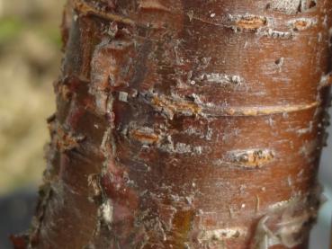 Rindenstruktur bei Prunus schmittii