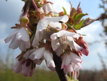 Aus den rosa Blüten der Spiegelrindenkirsche bilden sich im Sommer kleine, schwarze Kirschen.