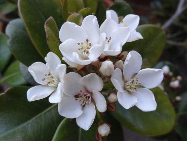 Japanische Weißdolde - Rhaphiolepis umbellata