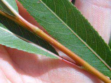 Salix rubens Flanders Red mit beginnender Rindenfärbung im August