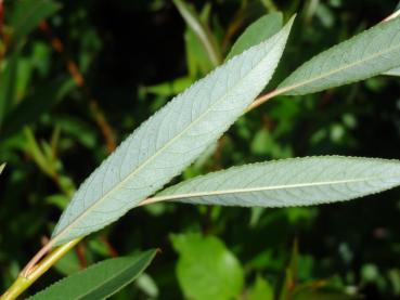 Salix rubens Flanders Red, Blattunterseite