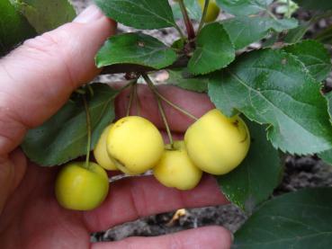 Zierapfel Wintergold - gut kirschgroße, gelbe Früchte