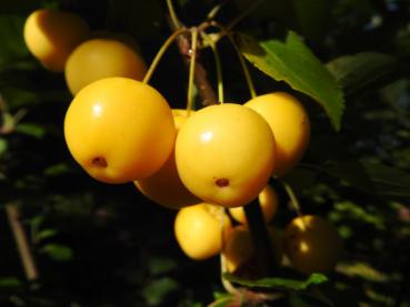 Malus Wintergold - leuchtende, gelbe Früchte zieren den Strauch im Herbst.