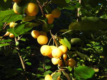 Gelbe Zieräpfel und dunkelgrünes Laub bilden einen schönen Kontrast - der Zierapfel Wintergold