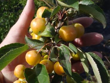 Zierende gelbe Früchte des Zierapfels Wintergold