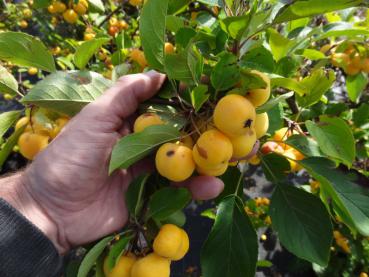 Zierapfel Wintergold mit reichem Fruchtbehang