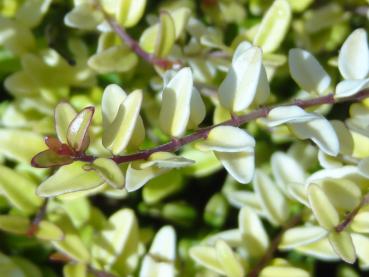 Heckenmyrthe Baggesen's Gold - Lonicera nitida Baggesen's Gold