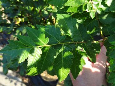 Das Laub von Koelreuteria paniculata Fastigiata