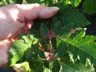 Koelreuteria paniculata Fastigiata - gefiedertes Blatt