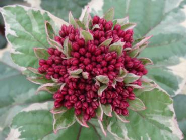 Clerodendrum bungei Pink Diamond - Losbaum Pink Diamond