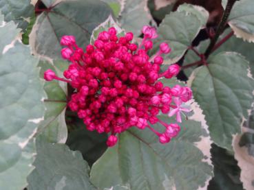 Blütenknospe von Clerodendrum bungei Pink Diamond