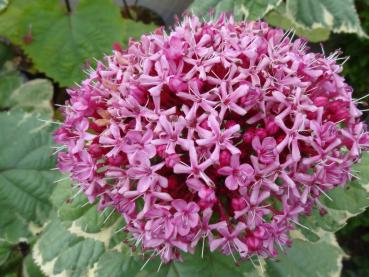 Blüte von Clerodendrum bungei Pink Diamond