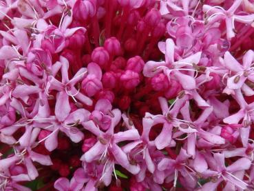Blütendetail von Clerodendrum bungei Pink Diamond