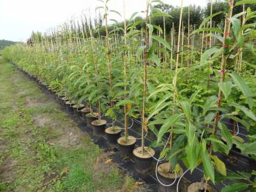 Castanea sativa Doree de Lyon in unserer Baumschule