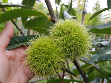 Castanea sativa Doree de Lyon