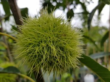 Castanea sativa Doree de Lyon