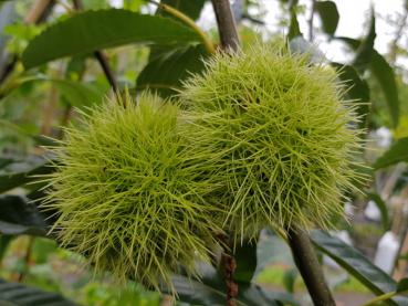 Castanea sativa Doree de Lyon