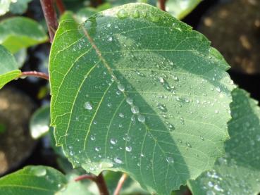 Amelanchier alnifolia Forestburg: Sommerlaub