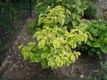 Cornus florida Rainbow - Harlequin-Blumenhartriegel