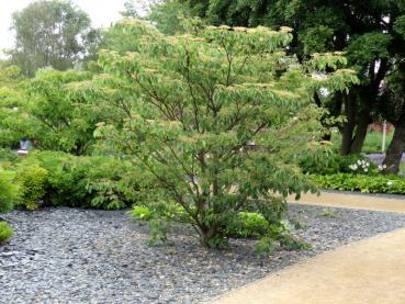 Hoher Pagodenhartriegel - Cornus controversa