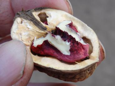 Juglans regia Rote Donaunuss - Walnuss Rote Donaunuss