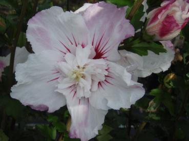 Hibiscus Pinky Spot - Hibiskus Pinky Spot