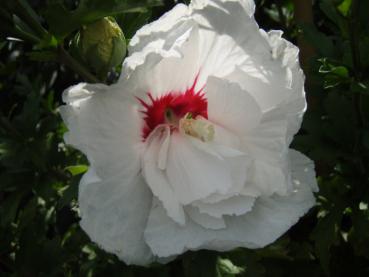 Hibiskus French Point - Hibiscus French Point