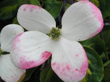 Weißblühender Gold-Blumenhartriegel