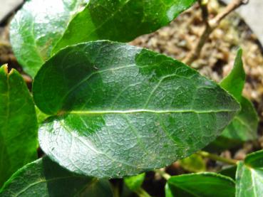 Hedera helix Steffi - Efeu Steffi