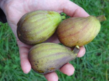 Ficus carica Dalmatica hat einen sehr aromatischen Geschmack