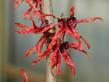 Hamamelis Diana - Zaubernuss Diana