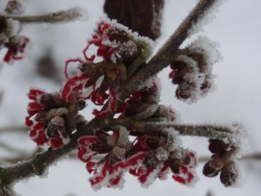 Zaubernuss Diana - rote Blüten im Schnee