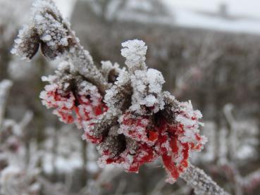 Rotblühende Zaubernuss im Schnee