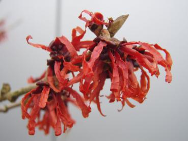 Hamamelis Diana in Blüte