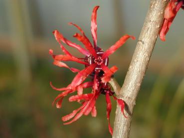 Hamamelis intermedia Diana  - fadenartige, rote Blüte