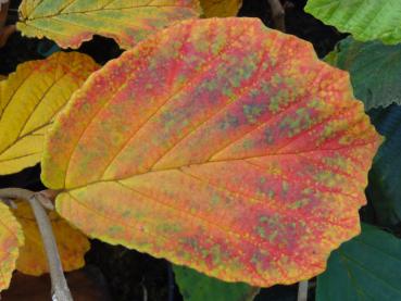 Das bunte Herbstlaub der Zaubernuss Diana