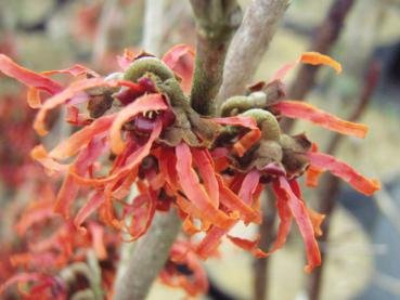 Hübsche, rote Blüten der Zaubernuss Diana