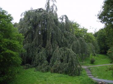 Eine Trauerbuche (Fagus sylvatica Pendula) im botanischen Garten Aarhus