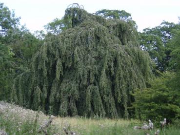 Eine ausgewachsene Trauerbuche (Fagus sylvatica Pendula)