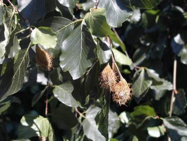 Die Früchte der Trauerbuche (Fagus sylvatica Pendula)