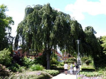 Die Trauerbuche (Fagus sylvatica Pendula) - ein hübscher, auffälliger Parkbaum